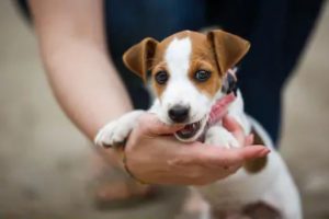A-comprehensive-guide-on-first-aid-for-dogs