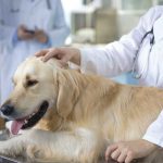 Common-Dog-Health-Issues-You-Must-Know