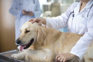 Common-Dog-Health-Issues-You-Must-Know