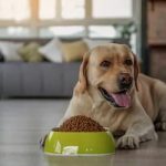 The-Best-Large-Breed-Puppy-Foods
