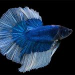 Blue-Fish-Aquarium