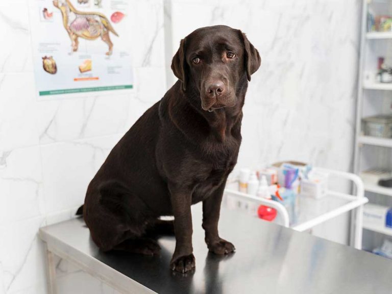 Essential Guide: Common Dog Health Issues