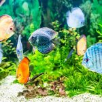 How-to-Choose-the-Right-Fish-for-Your-Aquarium