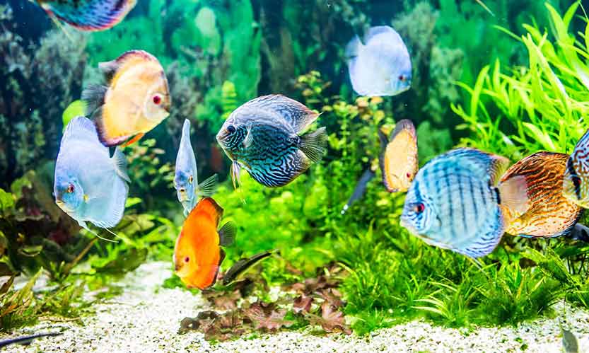 How-to-Choose-the-Right-Fish-for-Your-Aquarium
