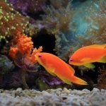 How-to-Clean-Aquarium-Sand