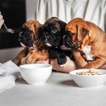 8-Essential-Tips-or-Feeding-Your-Dog