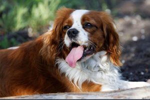  English-Toy-Spaniel-Protecting-Your-Kids-Dog-Breeds-to-Avoid-Allpetlover.
