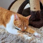 Cute cat sleeping rug