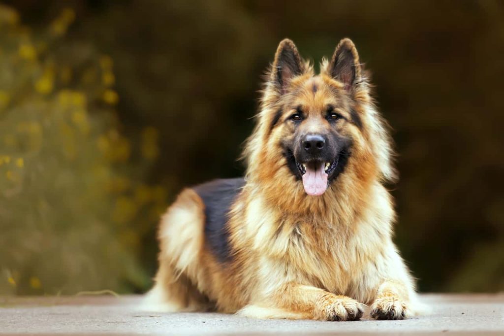 German shepherd mix with golden retriever