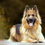 German shepherd mix with golden retriever
