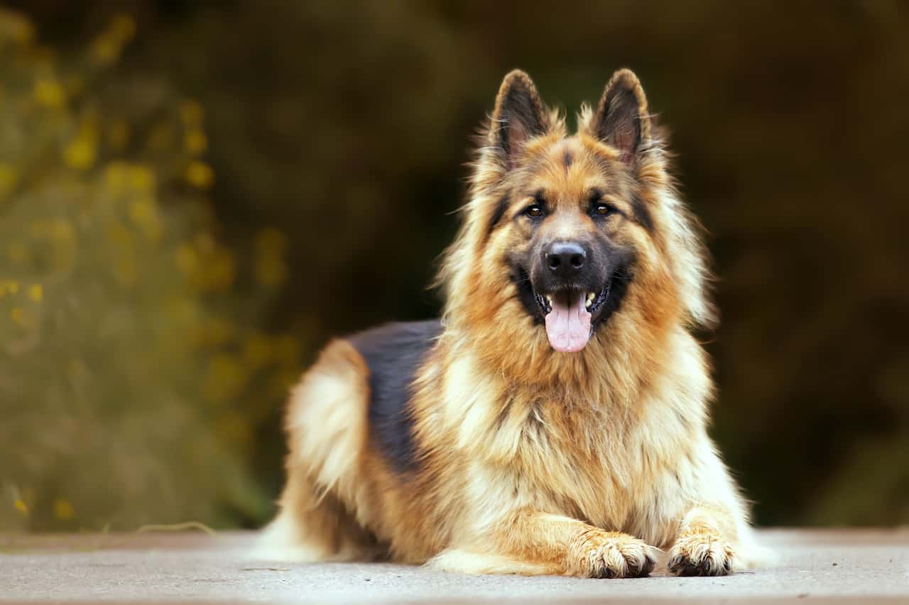 Everything You Need to Know About German Shepherd Mix with Golden Retriever