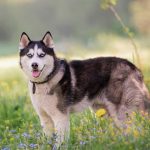 A-Guide-to-the-German-Shepherd-Husky-Mix
