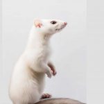White-Ferrets-The-Adorable-Guardians-of-Elegance-and-Grace