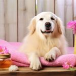 Labrador-Grooming