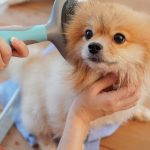 DIY-Dog-Grooming-at-Home