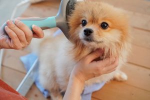 DIY Dog Grooming at Home: The 9-Step Home Grooming Process | Your Pet’s ...